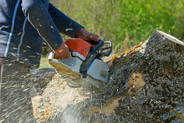 Best Tree Cutting Near Me  in Painesville, OH